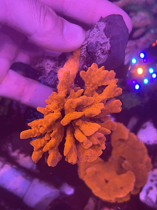 Orange Setosa- Cut to Order