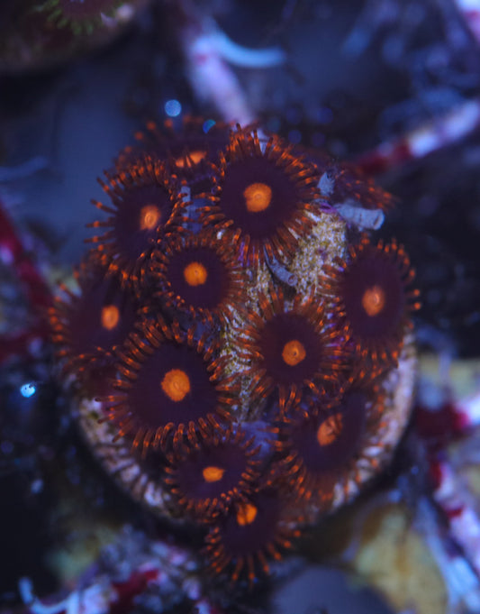 My Clementine Zoas