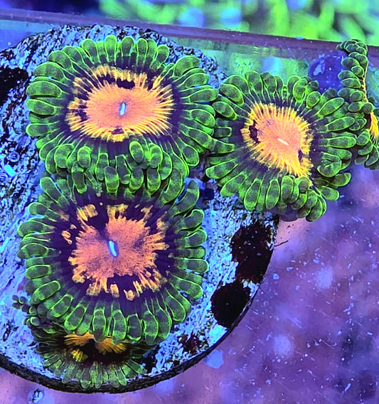 Marvin the Martian Zoas