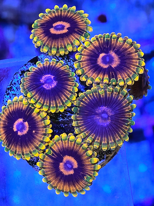 Jedi Mind Trick Zoa