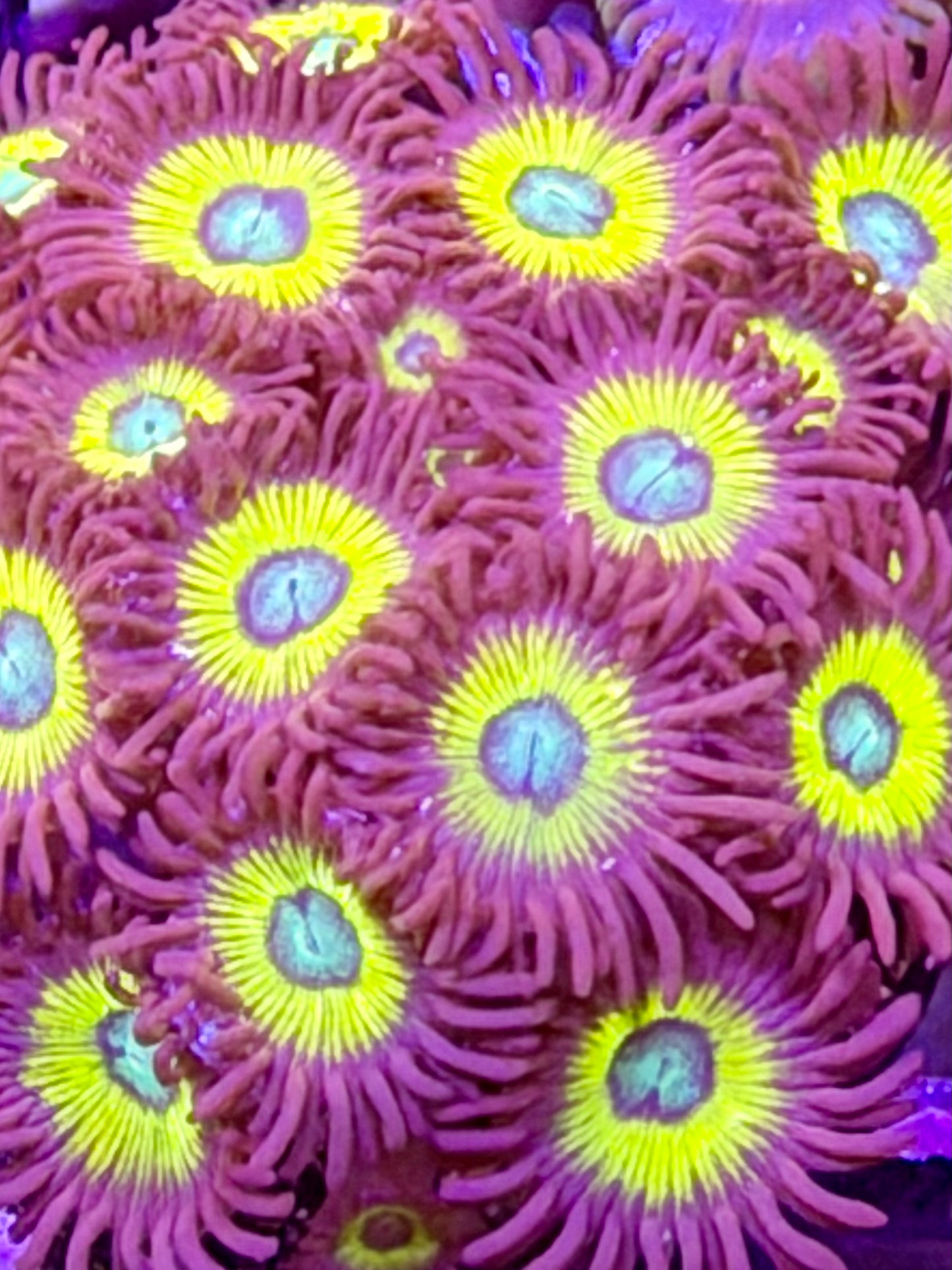 Belladonna Zoas