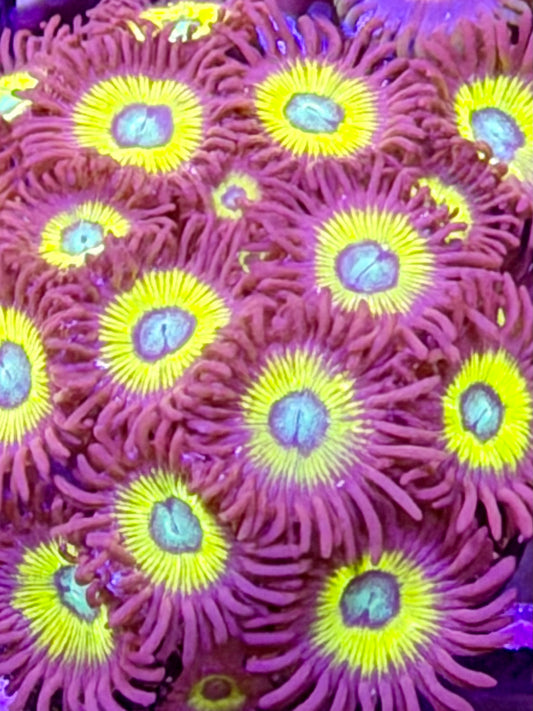 Belladonna Zoas