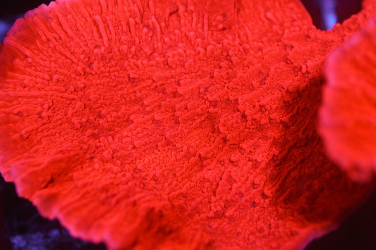 Red Monti Mini Colony