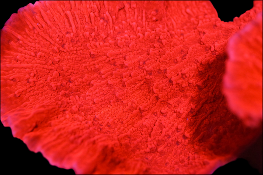 Red Monti Mini Colony (Almost WYSIWYG)