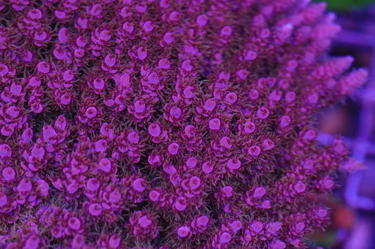 WWC Pink Passion - CUT TO ORDER