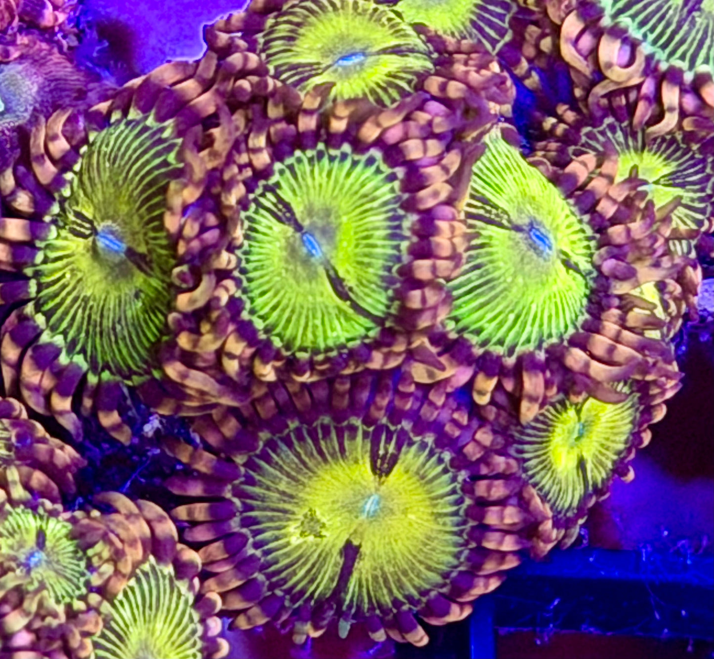 Butt Kisser Zoas