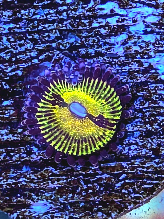 Banana Muncher Zoa