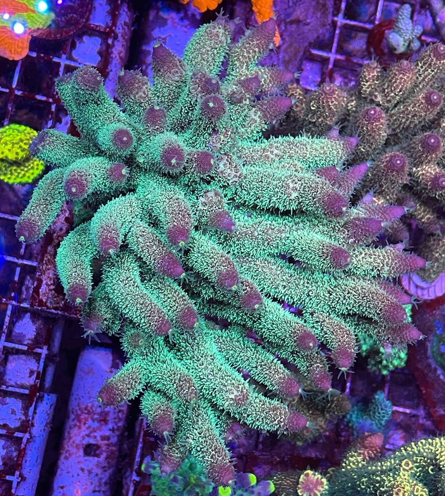 CreamCity Permafrost Spath