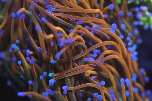 Dragon Tamer Single Head Torch