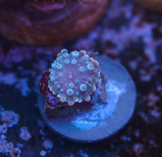 CreamCity Space Ice Mushroom Baby