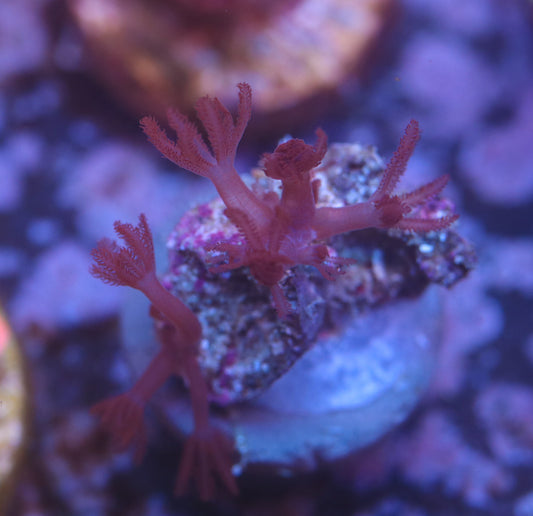Ruby Red Xenia (Almost WYSIWYG)