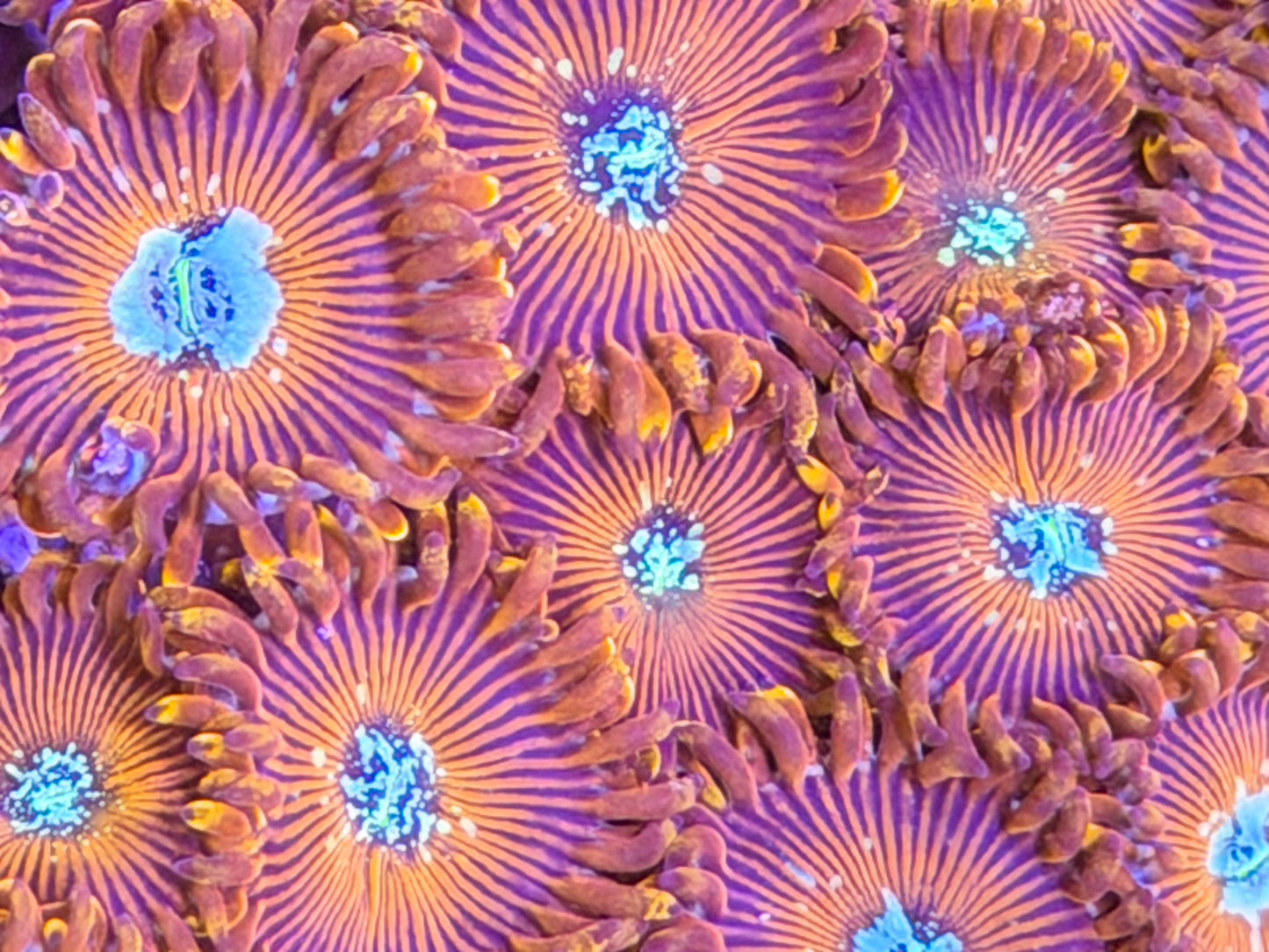 Ultra Magician Zoas