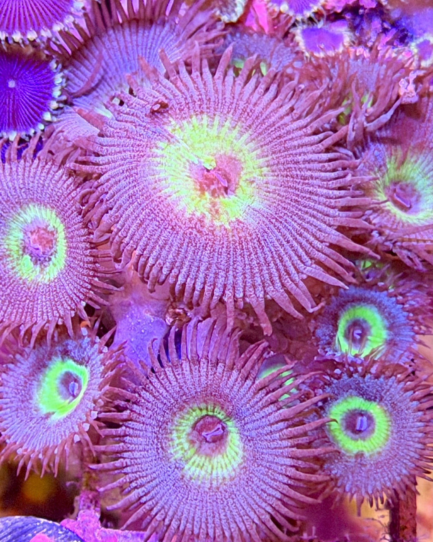 TSA Peacock Palythoas