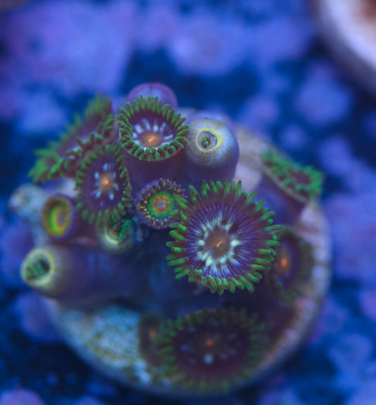 Daisy Cutter Zoas