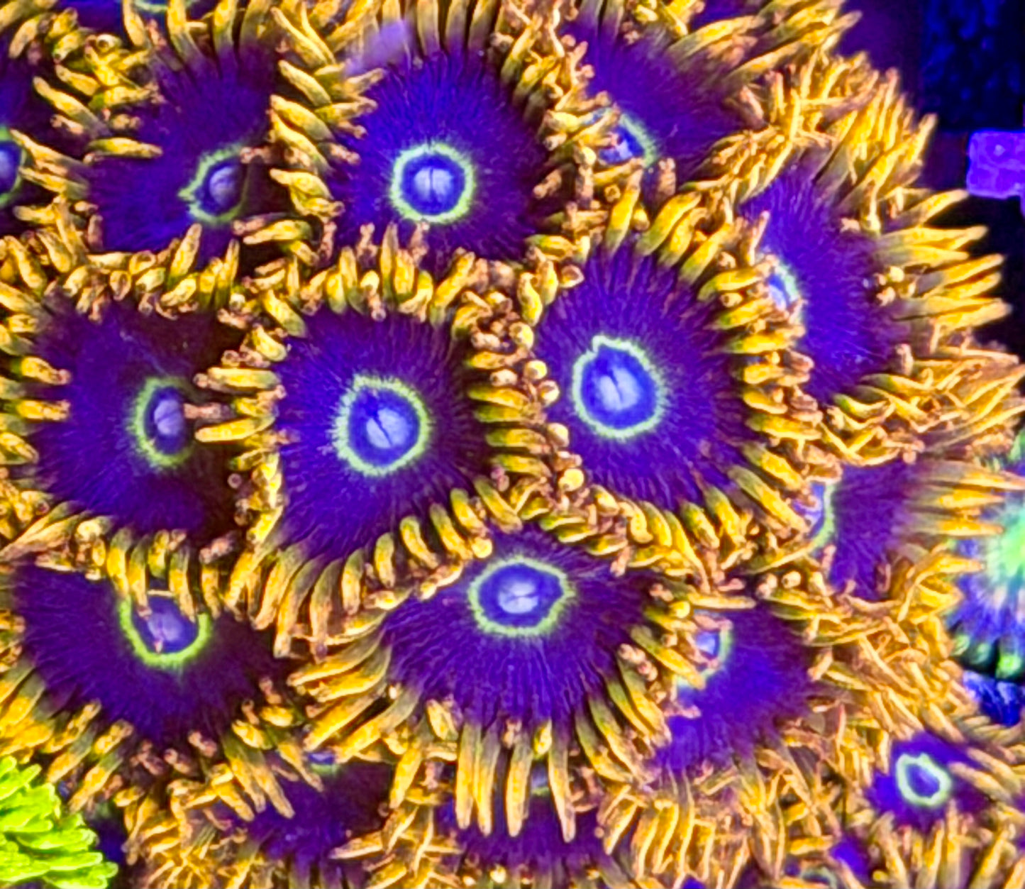 Rainbow Hornet Zoas
