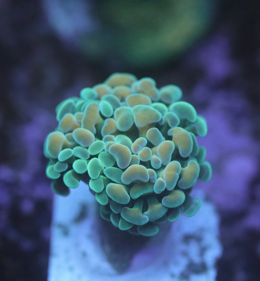 CreamCity Sweet Tart Hammer