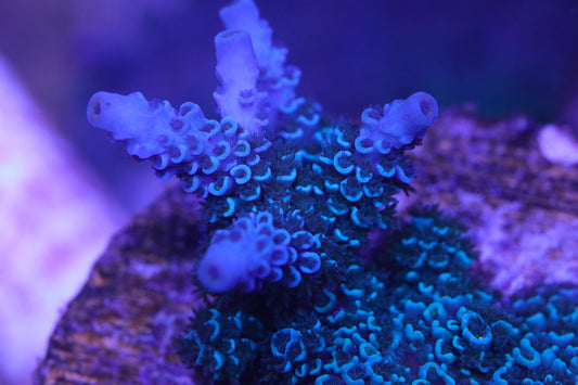 Tyree Blue Matrix - Cut to Order Frag