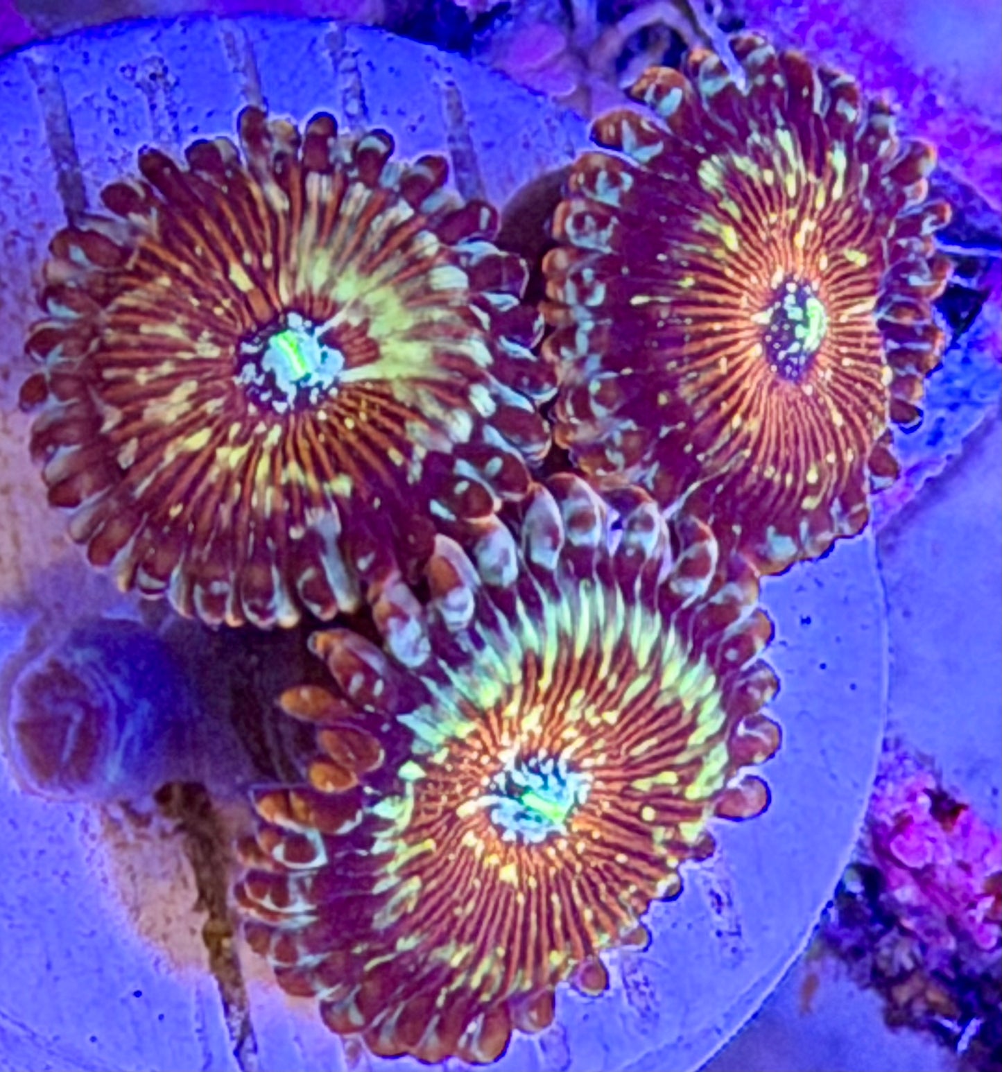 Seduction Zoas