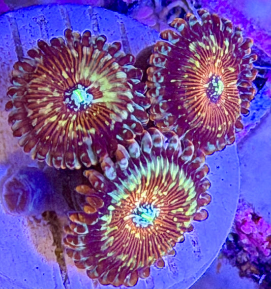 Seduction Zoas