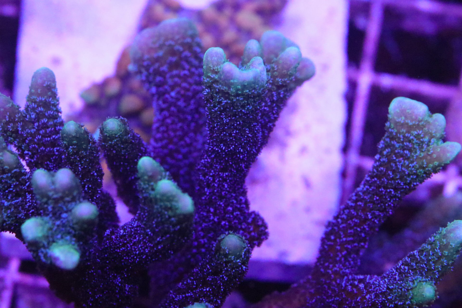 ORA German Blue Digi - Cut To Order – CreamCityCorals