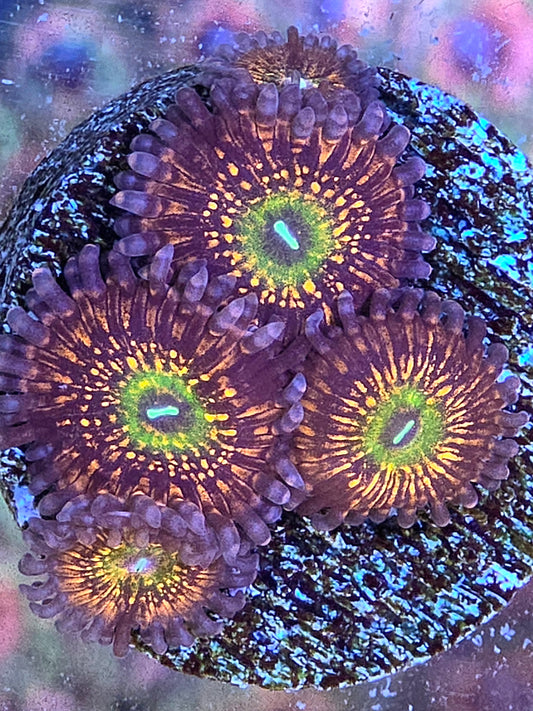 Krak God Zoas