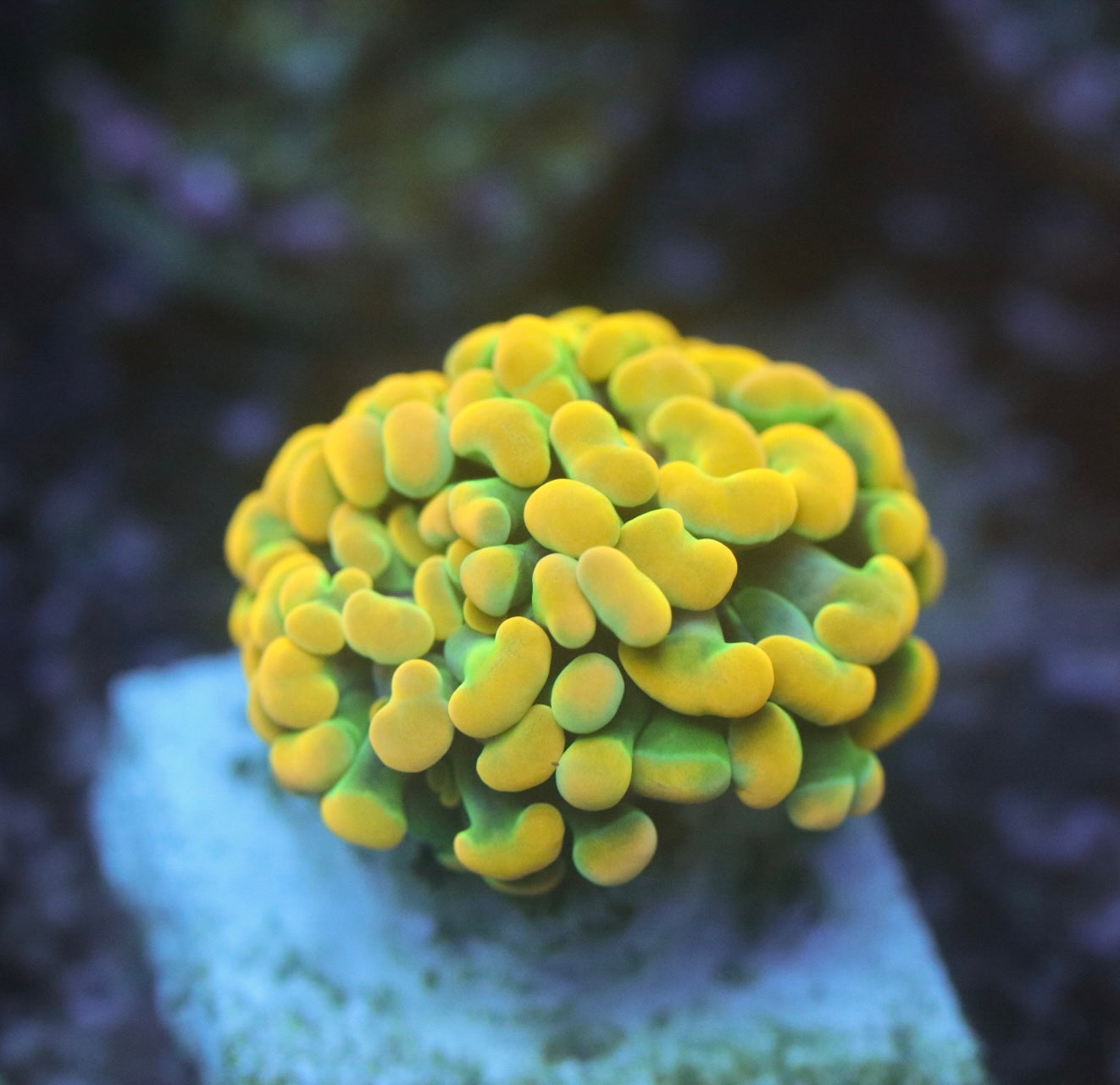 Calikid Master Hammer