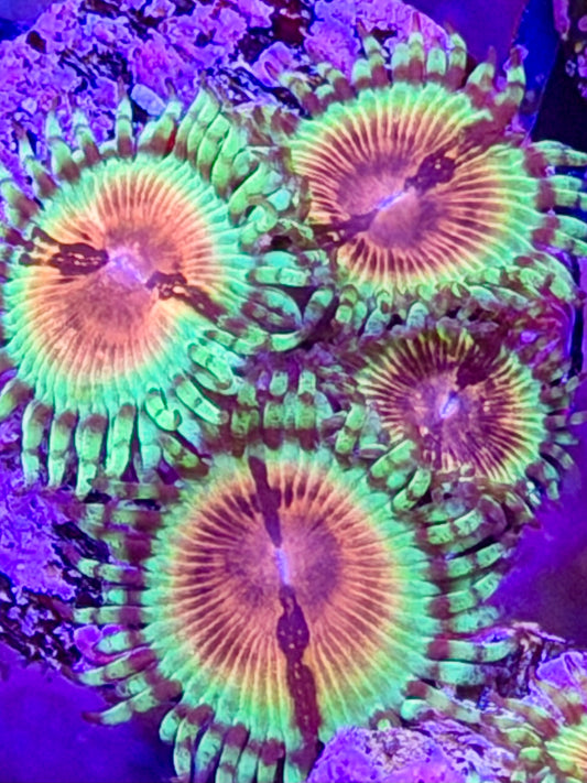 Jason Fox Bloodshot Zoas