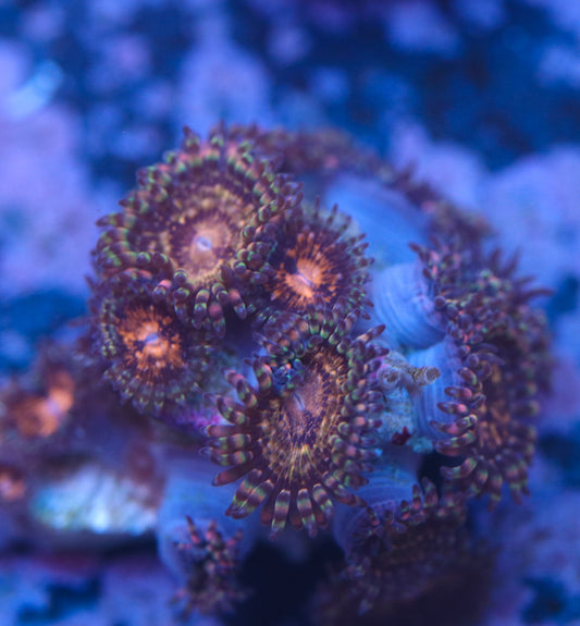 Pandora Zoas
