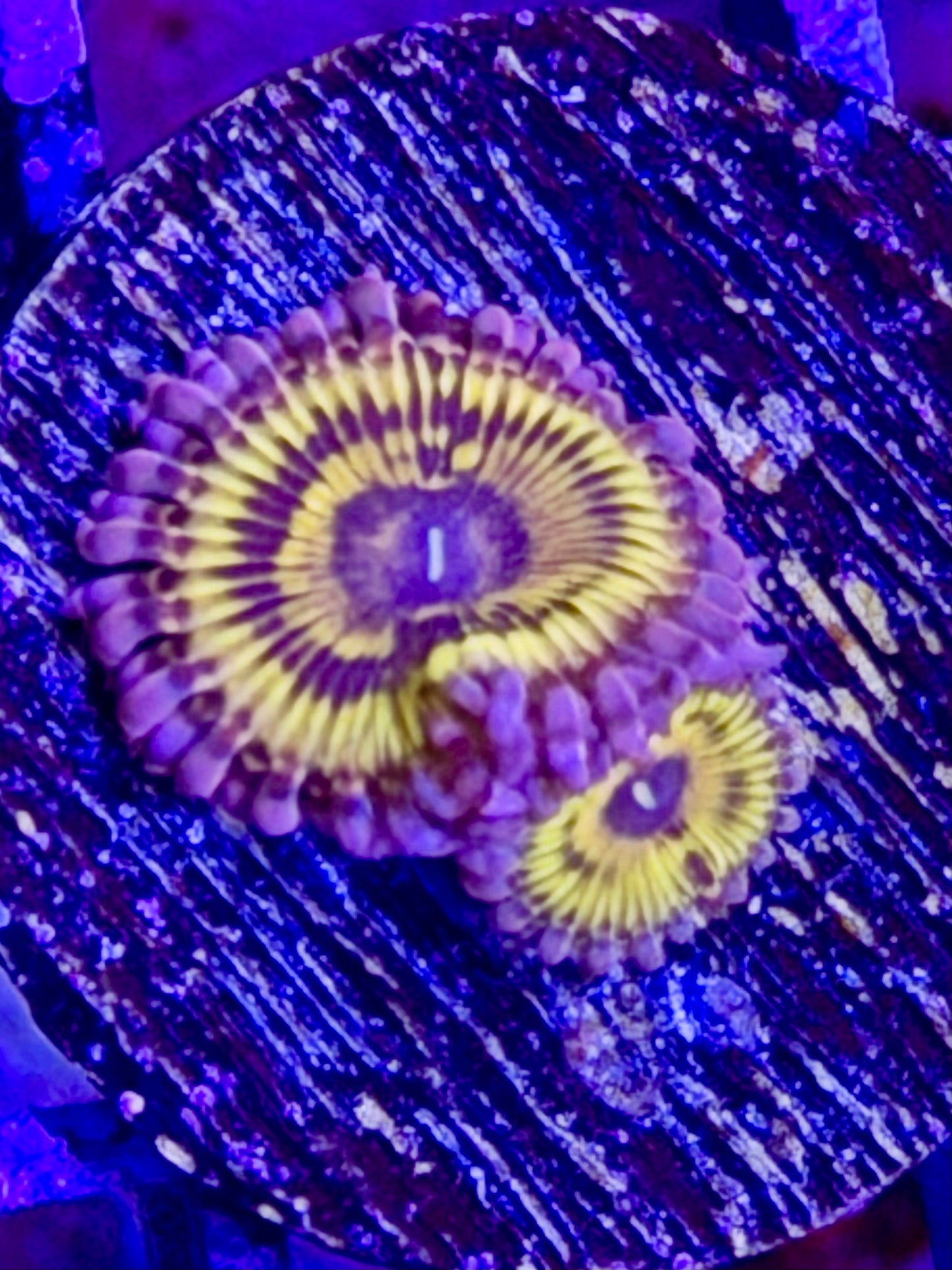 Pink Stratocaster Zoa