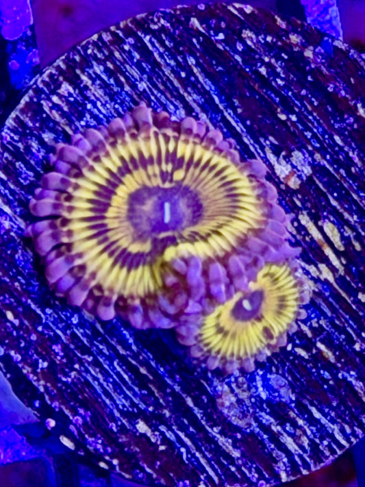 Pink Stratocaster Zoa