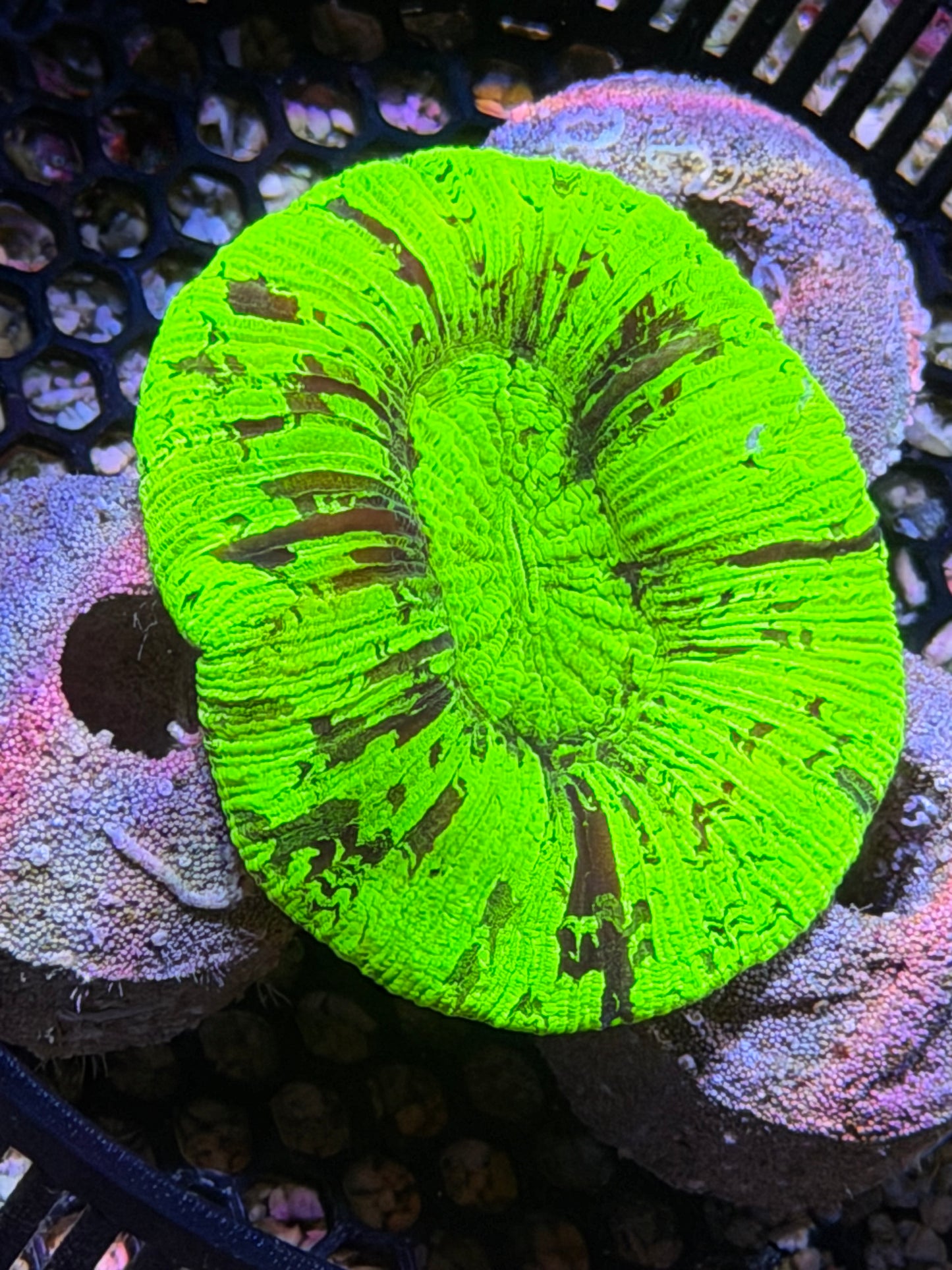 Green Trachy