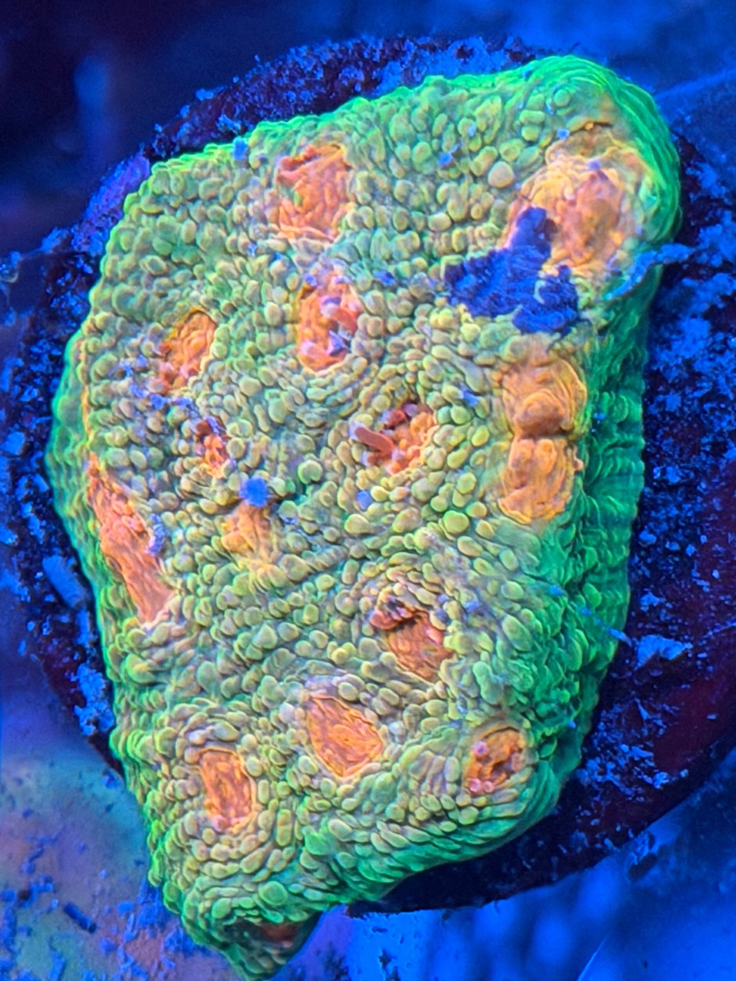 Crayola Meltdown Chalice Large Frag