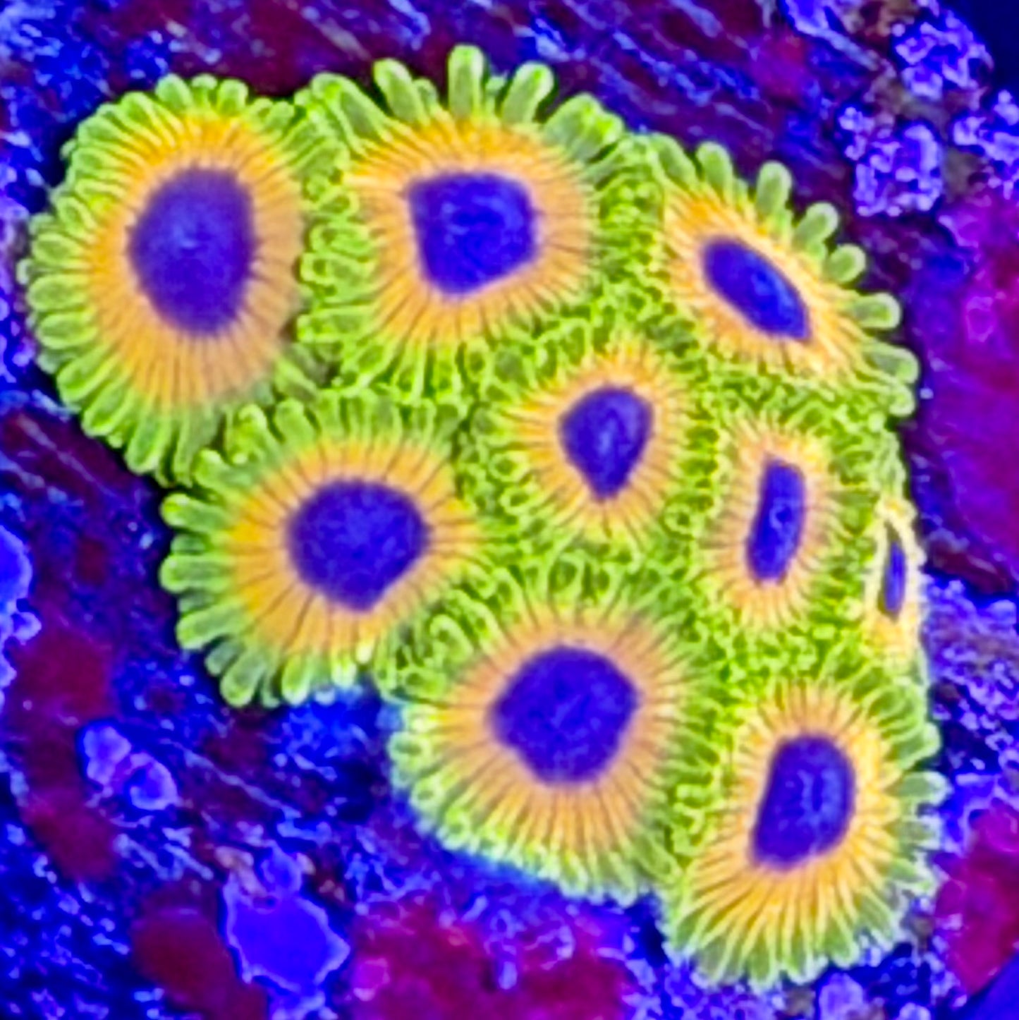 Great Owl Zoas