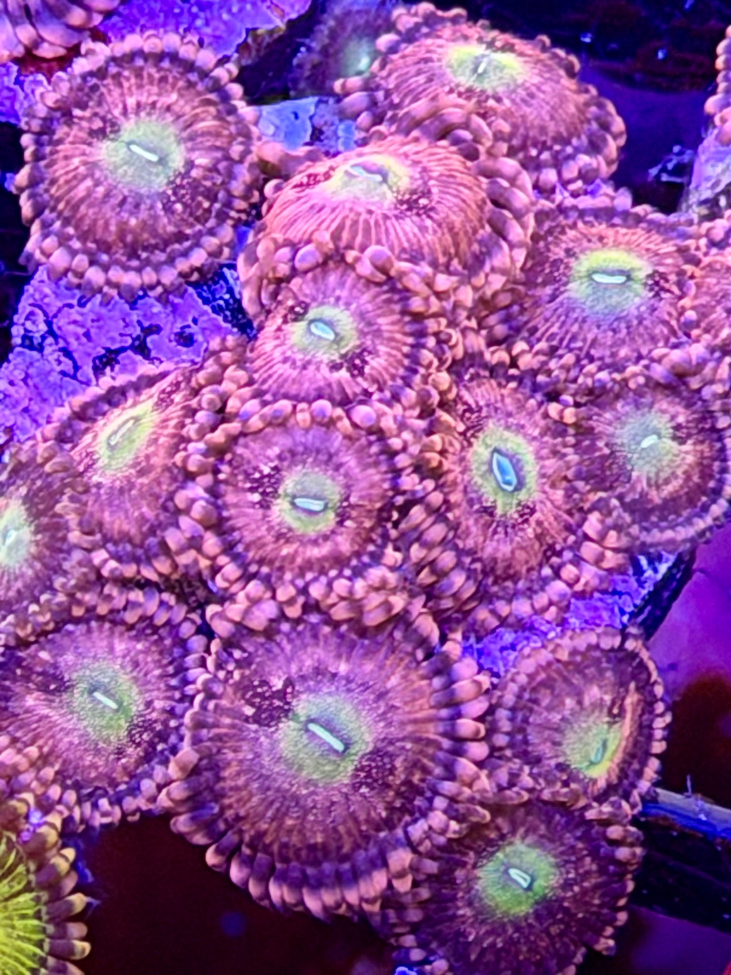 Halle Berry Zoas