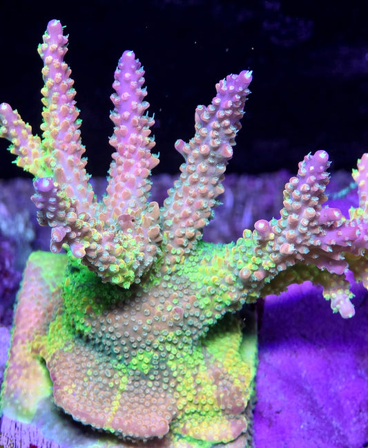 Graham's (GWS3) Grafted