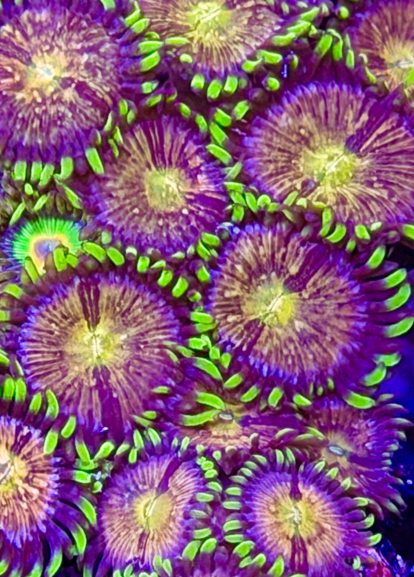Nirvana Zoas
