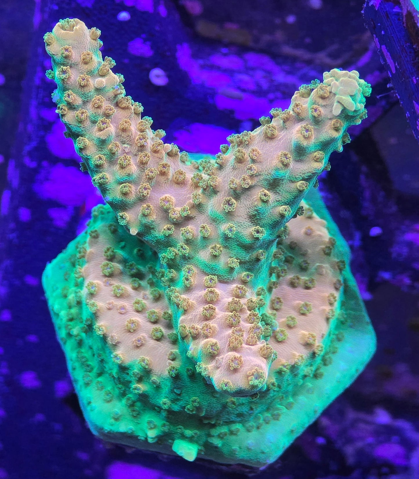 TGC Orange Creamsicle