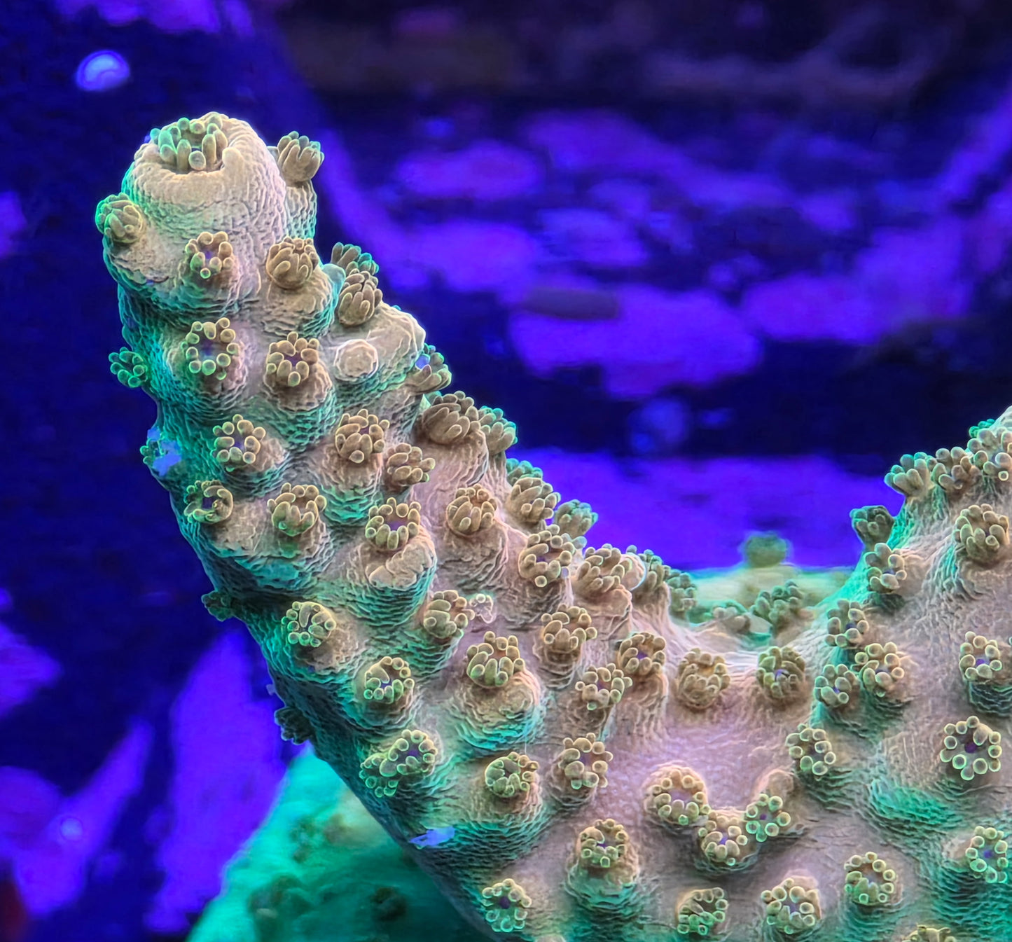 TGC Orange Creamsicle