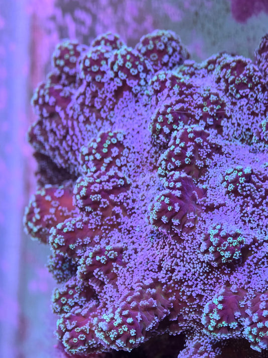 Rainbow Stylophora