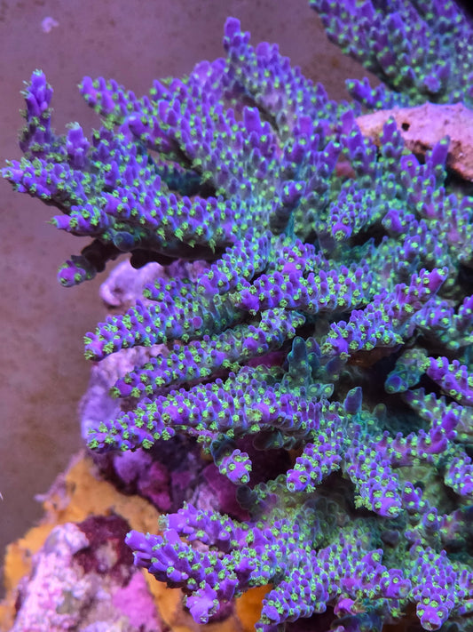 Blue Tip Valida