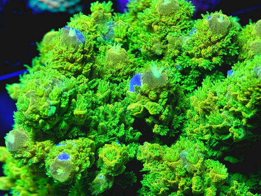 CreamCity Nuclear Green Humilis
