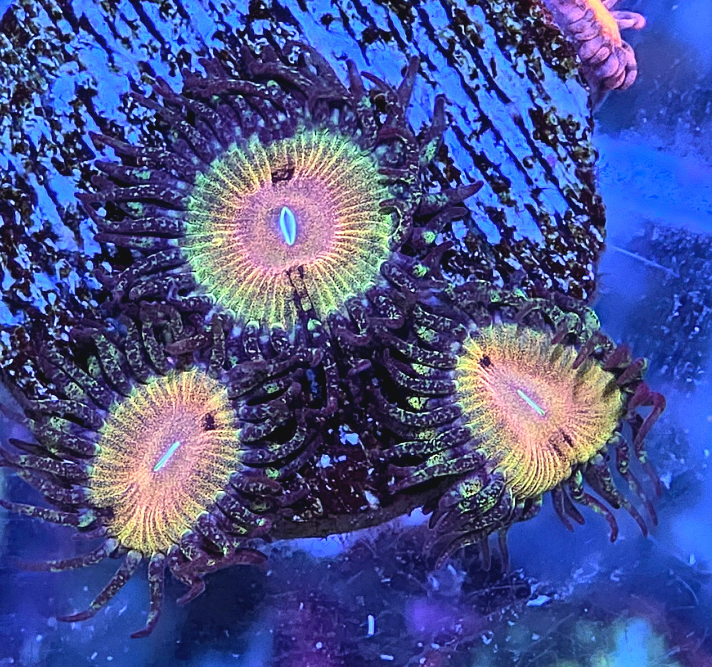 Kamikaze Kush Zoa