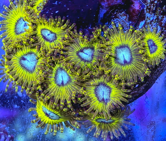 Pikachu Zoas
