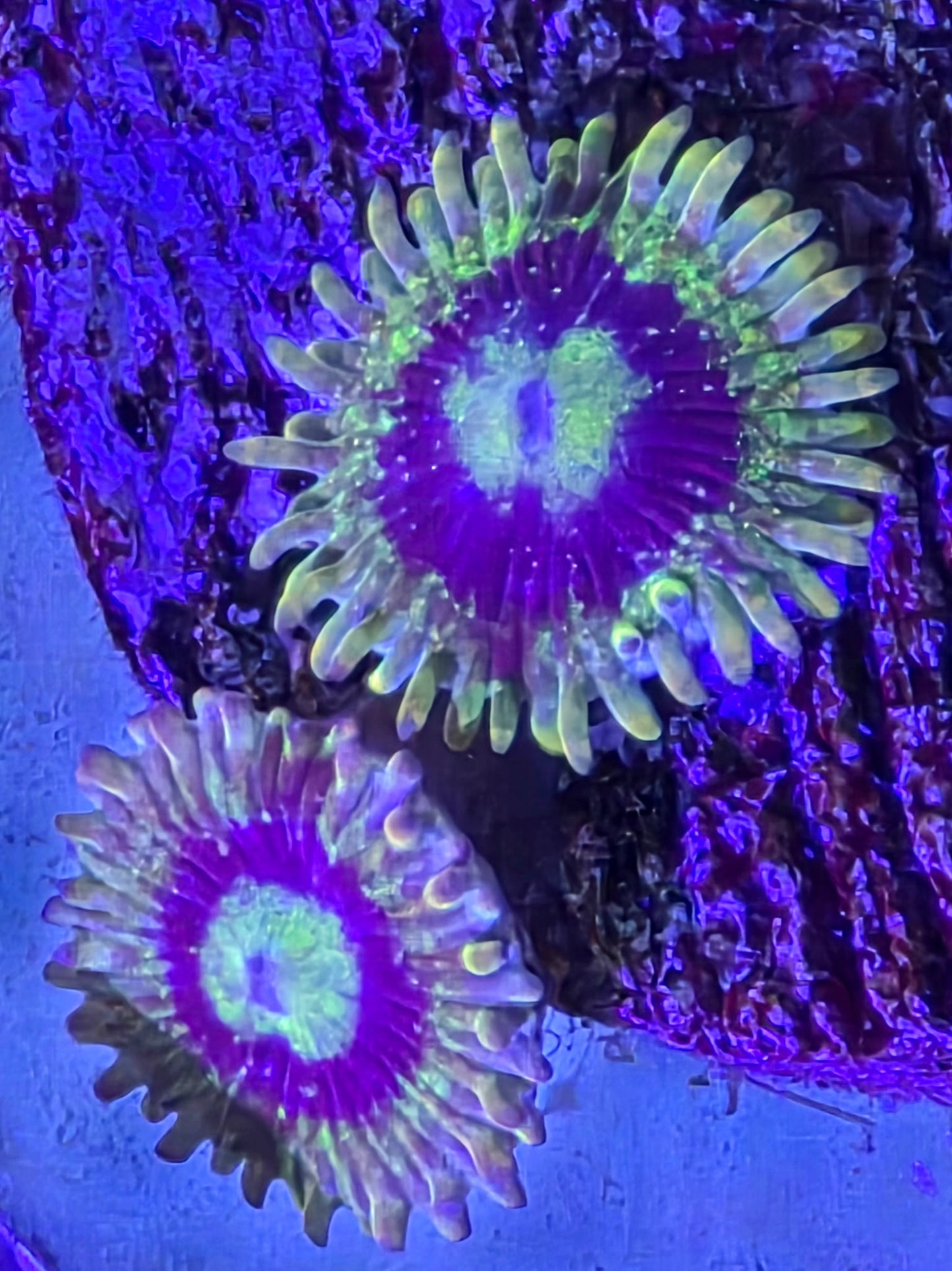 Rainbow Yoda Zoa