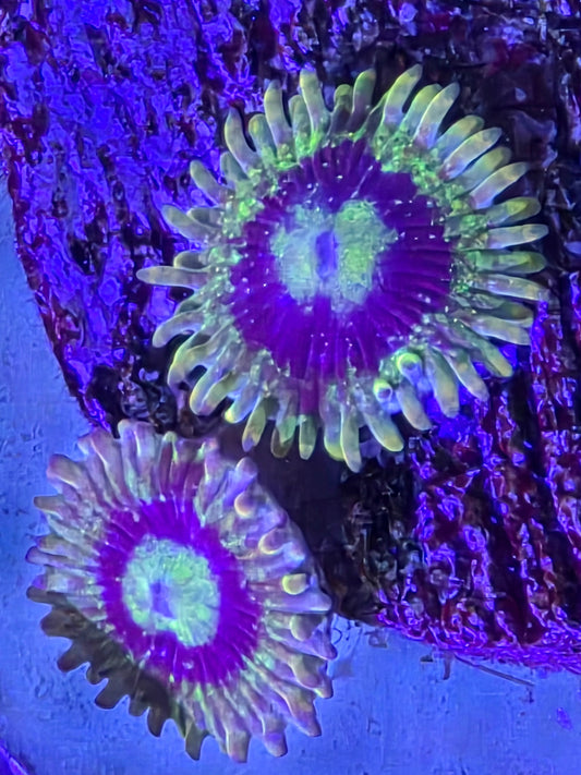 Rainbow Yoda Zoa