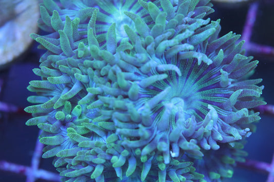 TSA Booberry Duncan Colony 5+ poylps