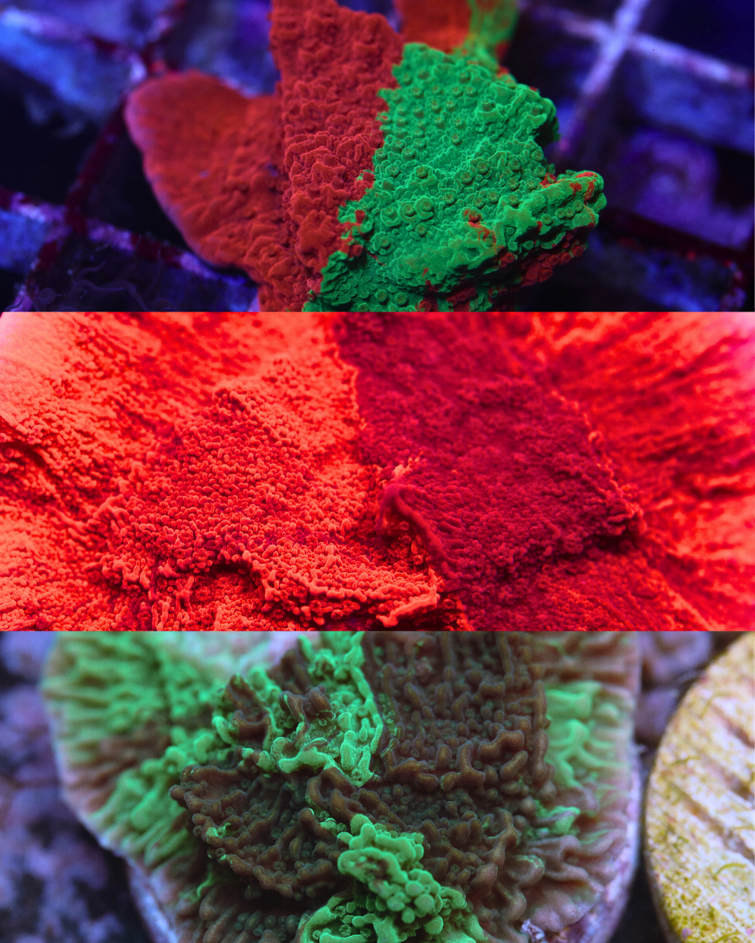 Grafted Monti 3 Pack (Cherry Garcia, Boom's Grafted, JF Cold Fusion)