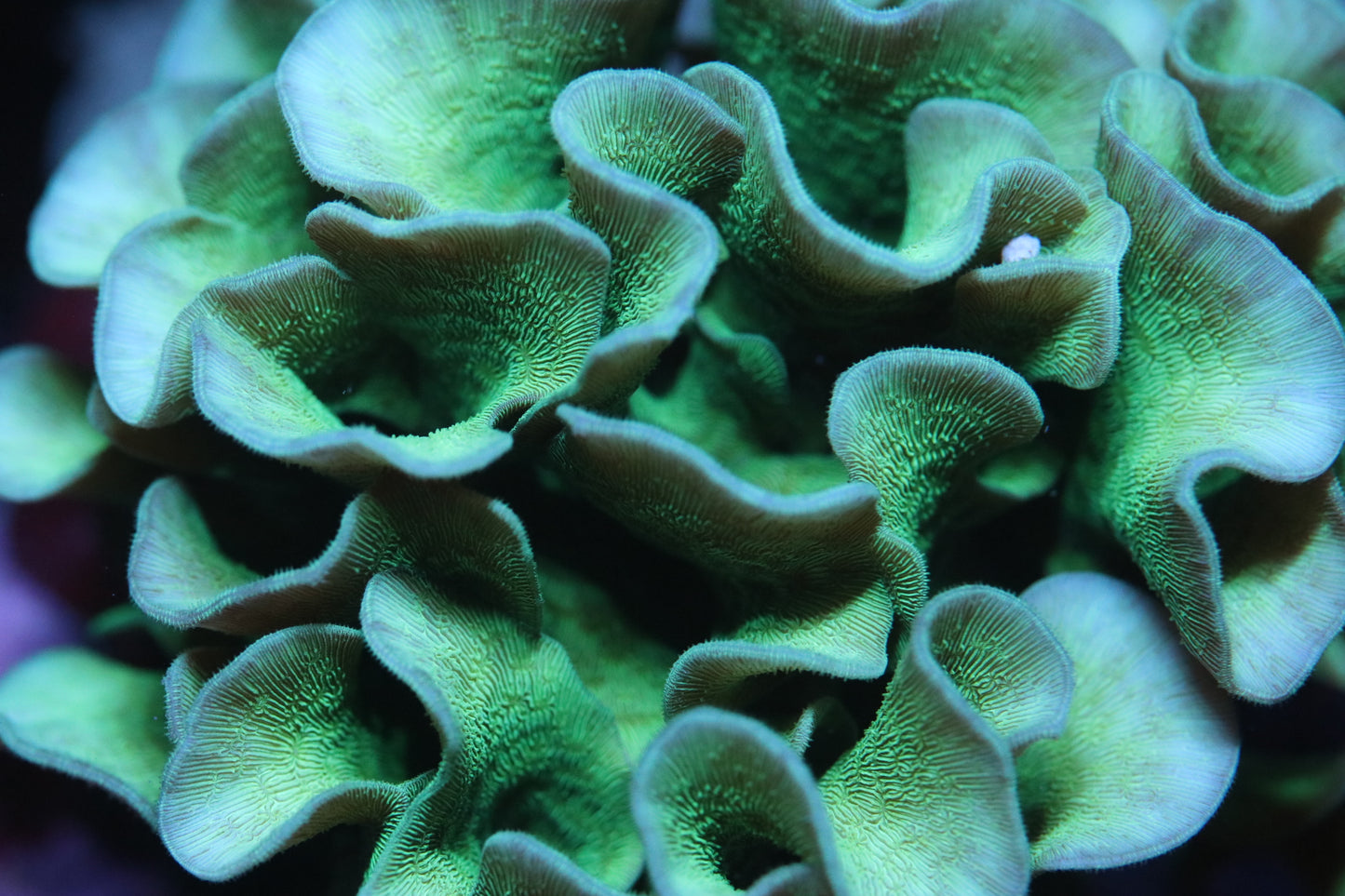 ORA Mint Pavona - Cut to Order