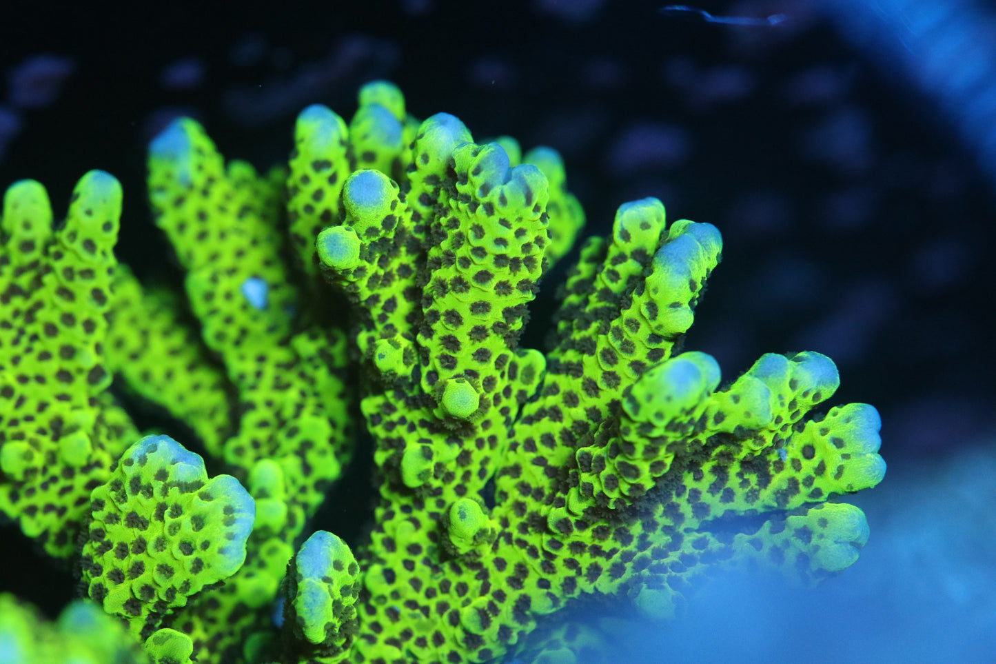 Spongodes Montipora - Cut to Order