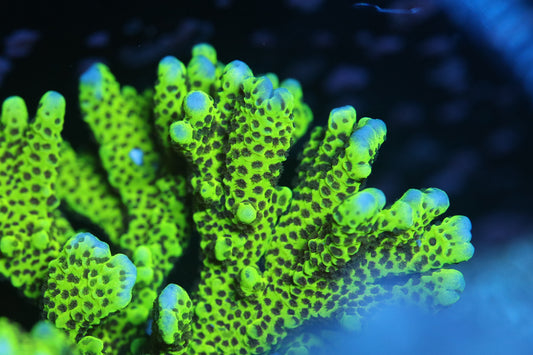 Spongodes Montipora - Cut to Order